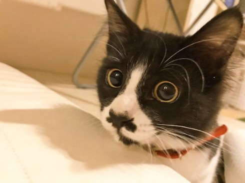 ツイート未遂 印刷 猫 犯人