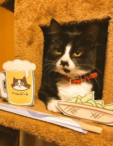 ツイート未遂 印刷 猫 犯人