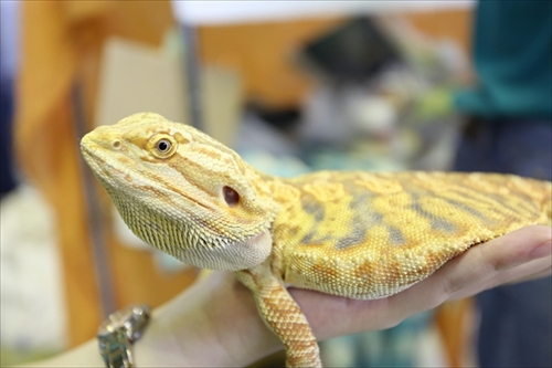 EXO TERRA 神戸レプタイルズワールド