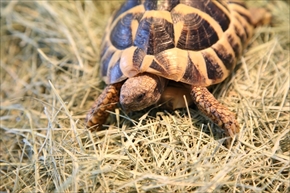 EXO TERRA 神戸レプタイルズワールド