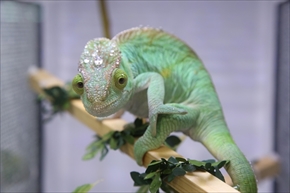 EXO TERRA 神戸レプタイルズワールド