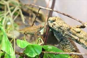 EXO TERRA 神戸レプタイルズワールド