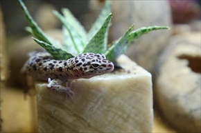 EXO TERRA 神戸レプタイルズワールド