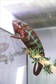 EXO TERRA 神戸レプタイルズワールド