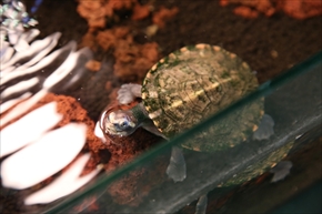 EXO TERRA 神戸レプタイルズワールド