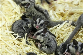 EXO TERRA 神戸レプタイルズワールド