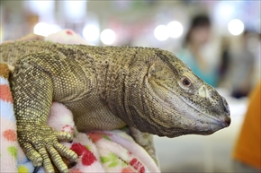 EXO TERRA 神戸レプタイルズワールド