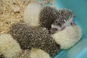 EXO TERRA 神戸レプタイルズワールド