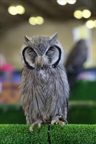 EXO TERRA 神戸レプタイルズワールド