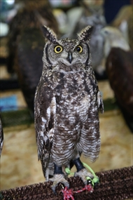 EXO TERRA 神戸レプタイルズワールド