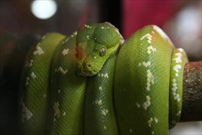 EXO TERRA 神戸レプタイルズワールド