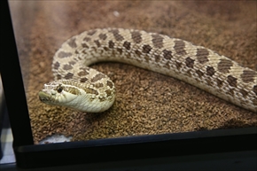 EXO TERRA 神戸レプタイルズワールド