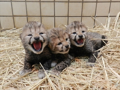 多摩動物公園チーターの赤ちゃん