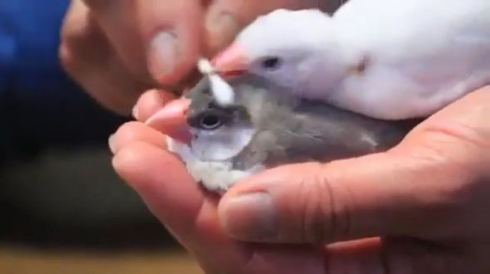 文鳥 綿棒マッサージ 