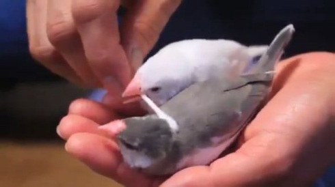 文鳥 綿棒マッサージ 