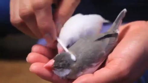 文鳥 綿棒マッサージ 