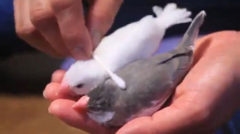 文鳥 綿棒マッサージ 