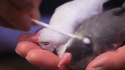 文鳥 綿棒マッサージ 