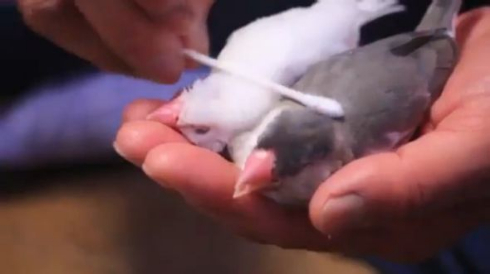 文鳥 綿棒マッサージ 