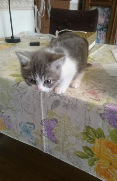 猫 テーブル 降りる 怖く 寝る