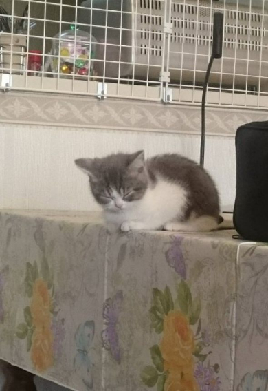 猫 テーブル 降りる 怖く 寝る