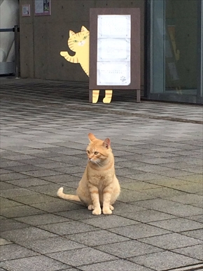 猫　泥棒