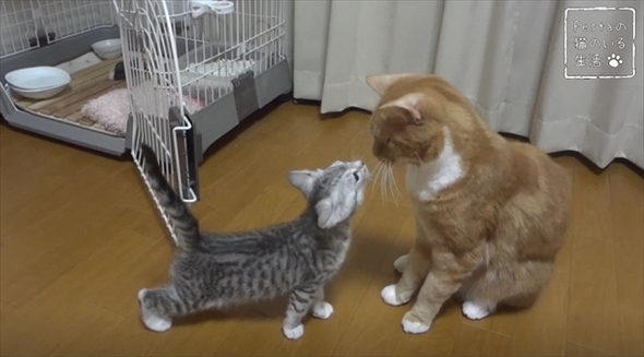 猫のちゃいとすし