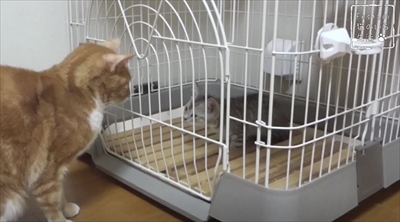 猫のちゃいとすし