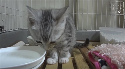 猫のちゃいとすし