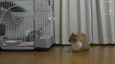 猫のちゃいとすし