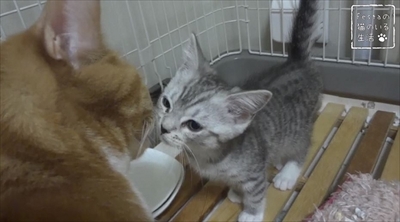 猫のちゃいとすし