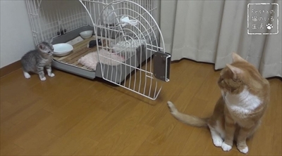 猫のちゃいとすし