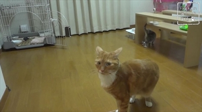 猫のちゃいとすし