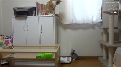 猫のちゃいとすし