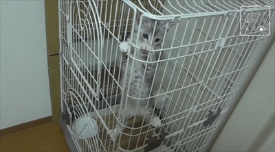 猫のちゃいとすし