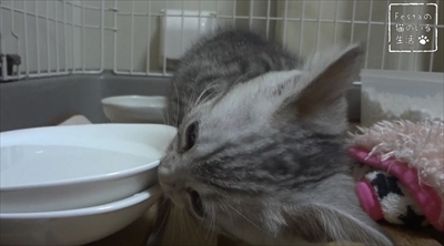 猫のちゃいとすし