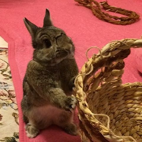 もふうさシャルル