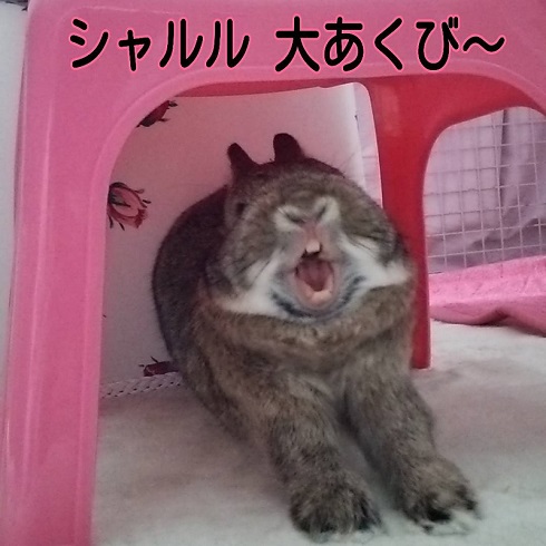 もふうさシャルル