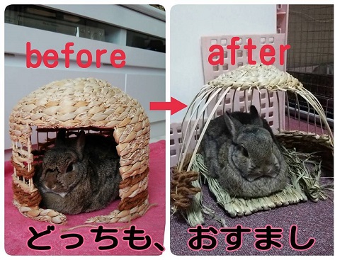 もふうさシャルル