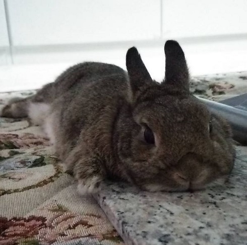 もふうさシャルル