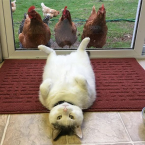 ふとっちょ
