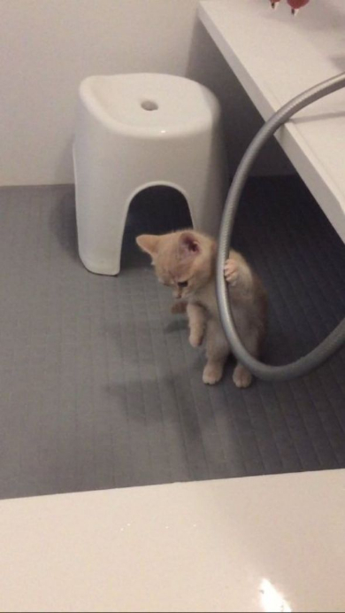 猫 お風呂場 大好き ミルくん
