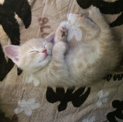 猫 お風呂場 大好き ミルくん