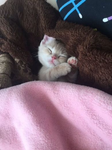 猫 お風呂場 大好き ミルくん