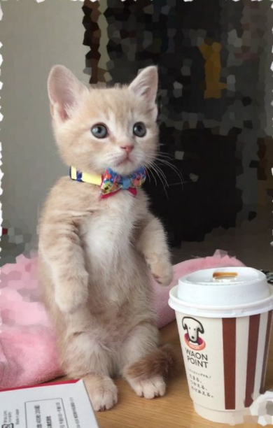 猫 お風呂場 大好き ミルくん