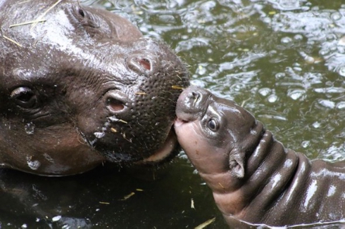 タロンガ動物園コビトカバの赤ちゃん誕生