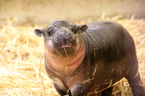タロンガ動物園コビトカバの赤ちゃん誕生