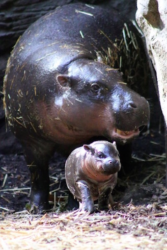 タロンガ動物園コビトカバの赤ちゃん誕生