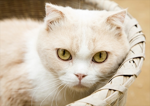 映画「ねこあつめの家」