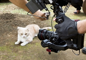 映画「ねこあつめの家」